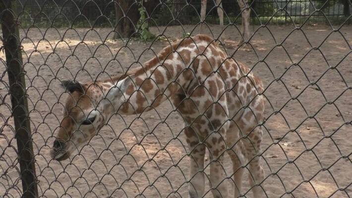 Giraffe dies of asphyxiation at Bannerghatta Biological Park Bengaluru mah Giraffe dies of asphyxiation at Bannerghatta Biological Park Bengaluru mah