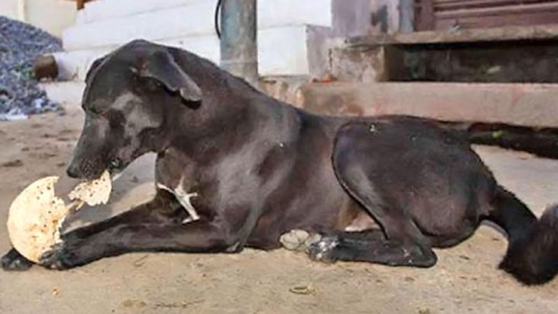 कुत्तों को भगवान कालभैरव का वाहन माना जाता है। इसलिए कालभैरव अष्टमी पर कुत्तों को रोटी खिलाएं।