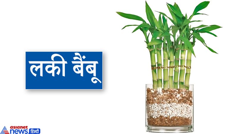अगर आपके घर में झगड़े होते हैं या फिर ऑफिस में आप आसानी से विवादों में पड़ जाते हैं तो तुरंत अपने घर या ऑफिस में बैंबू प्लांट को जगह दें। इससे आपके लोगों से संबंध मधुर बनेंगे और आपके जीवन में सकारात्मकता भी आएगी।
