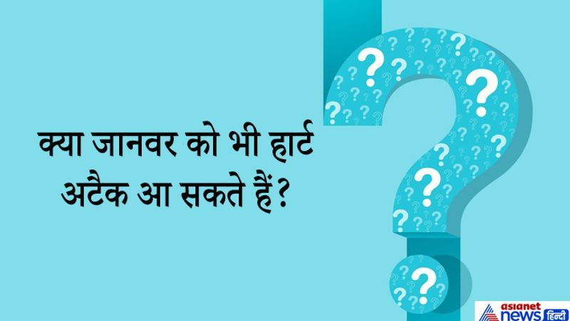 IAS इंटरव्यू सवाल. क्या किसी जानवर को भी हार्ट अटैक आ सकता है?
जवाब. जी हां, किसी भी जानवर को हार्ट अटैक आ सकता है। दिल की बीमारी इंसानों और चिम्पांजी में एक समान होती है। पालतू कुत्ते और बिल्लियों में भी हार्ट अटैक देखने में आया है। कुत्तों को वॉल्व की बीमारी भी होती है।