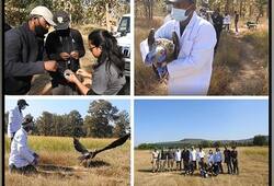 Panna Tiger: Red-Headed vulture GPS-tagged and released