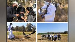 Panna Tiger: Red-Headed vulture GPS-tagged and released