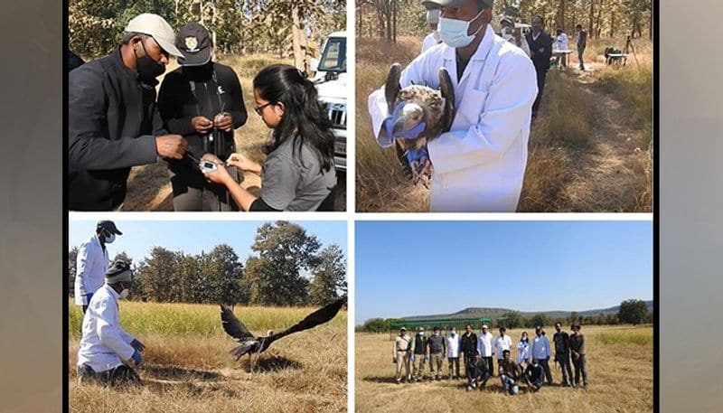 In the next few days, over 25 vultures will be tagged in the largest exercise of vulture tagging in India to study their movement ecology and breeding status to support their conservation.