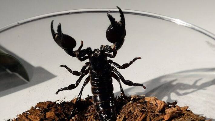 Austria women found scorpions in suitcase after returning from Croatia animal rescue team plans to return ckm Austria women found scorpions in suitcase after returning from Croatia animal rescue team plans to return ckm