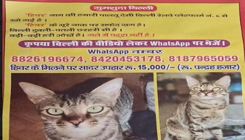 नेपाल की पूर्व चुनाव आयुक्त रहीं इला शर्मा दिल्ली जाने के लिए 11 नवंबर को गोरखपुर पहुंची थीं। उनके साथ उनकी पालतू बिल्ली हीवर भी थी। डिब्रूगढ़- चंडीगढ़ एक्सप्रेस से पकड़ना था। रात में वह रेलवे स्टेशन के प्लेटफार्म नंबर छह पर पहुंची थी। ट्रेन के प्लेटफार्म पर पहुंचने के दौरान उनकी पालतू बिल्ली हीवर गायब हो गई।