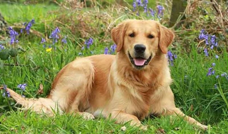 <p>Animal Empath: এই এমপথের জোরে একজন মানুষের পশুর সঙ্গে সুন্দর সম্পর্ক তৈরি হতে পারে। কুকুরের প্রতি অনেকরই ভালোবাসা থাকে। এই এমপথের কারণেই সেই ভালোবাসা তৈরি হতে পারে।</p>