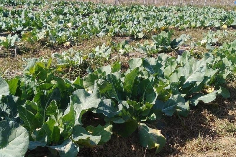 मीडिया रिपोर्ट्स के मुताबिक 20 से 25 रुपए प्रति किलो बाजार में बिकने वाली इस गोभी का स्वाद दूसरी गोभी की तुलना में अलग है, क्योंकि इसमें केमिकल का इस्तेमाल नहीं किया गया है।