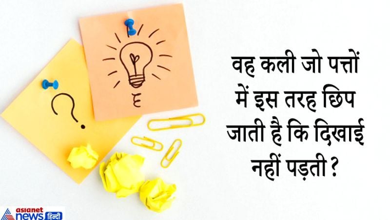 जवाब: छिपकली