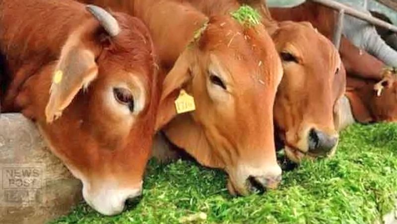 2. अमवस्या तिथि पर गाय को हरा चारा, मछलियों को आटे की गोली और चींटियों के लिए शक्कर मिश्रित आटा डालना चाहिए।
