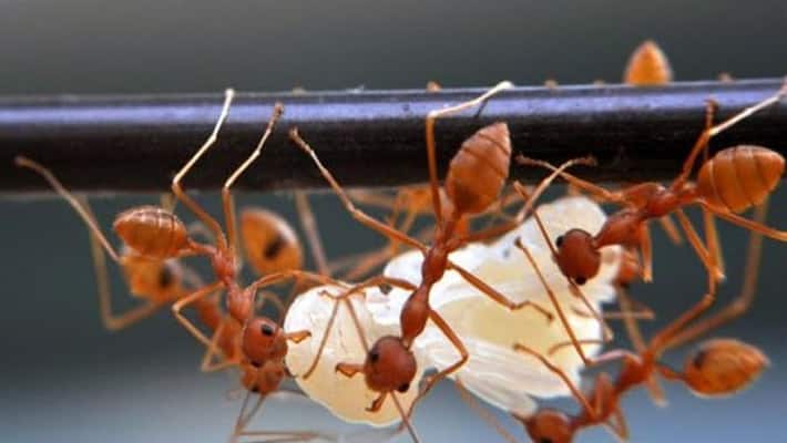 Odisha Red ants invade Puri district; force families to leave village - adt Odisha Red ants invade Puri district; force families to leave village - adt
