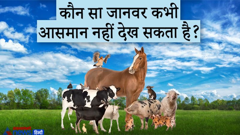 जवाब: सूअर ही एक जानवर है जो आसमान की ओर गर्दन उठाकर नहीं देख सकता है। ऐसा इसलिए क्योंकि उनके गर्दन के मासपेशियो की बनावट ही ऐसी है की वो खड़े रह कर अपने गर्दन को ऊपर की ओर नहीं कर सकते। सुअरो के आखों की रोशनी बहुत कमजोर होती है लेकिन उनके सूंघने की शक्ति बहुत तेज़ होती है और आपको बता दे की सूअर बहुत ही स्मार्ट जानवर है यहां तक की कुत्तो से भी जयादा स्मार्ट।