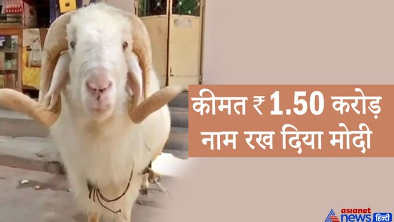 (ये तस्वीरें सोशल मीडिया से ली गई हैं)
70 लाख रुपए कीमत जिस भेड़ की लगी थी, उसके मालिक बाबू मेटकरी के पास 200 भेड़ें हैं। 
