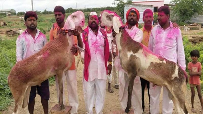 जिस भेड़ की कीमत 70 लाख रुपए लगी, उसका असली नाम सरजा है।
(मेडगयाल नस्ल के साथ पशुपालक)