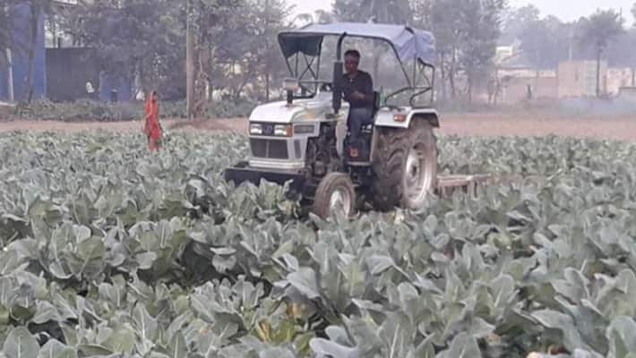 Not even 1 kg of cauliflower was found in the market farmer drove a tractor on a pungent crop kpl Not even 1 kg of cauliflower was found in the market farmer drove a tractor on a pungent crop kpl