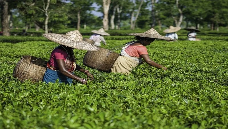 पारंपरिक ढंग से बनाई जाने वाली यह सुनहरे रंग की चाय पत्ती अपनी अलग रंग व सुगंध के लिए मशहूर है। इसे चाय पत्ती के पेड़ की छोटी कलियों से बनाया जाता। इसका उत्पादन बहुत कम होता होता है, इसी कारण इसकी इतनी ज्यादा कीमत देने को भी लोग तैयार रहते हैं।