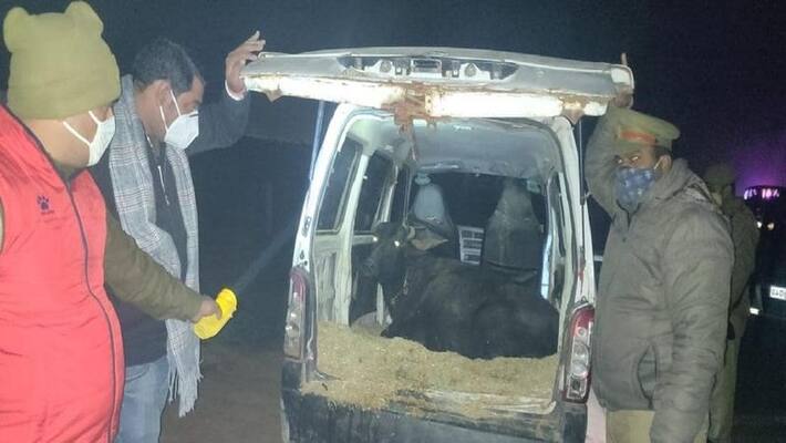 These crooks used to steal buffalo in Maruti Eeco, police caught 5 miscreants in encounter asa These crooks used to steal buffalo in Maruti Eeco, police caught 5 miscreants in encounter asa