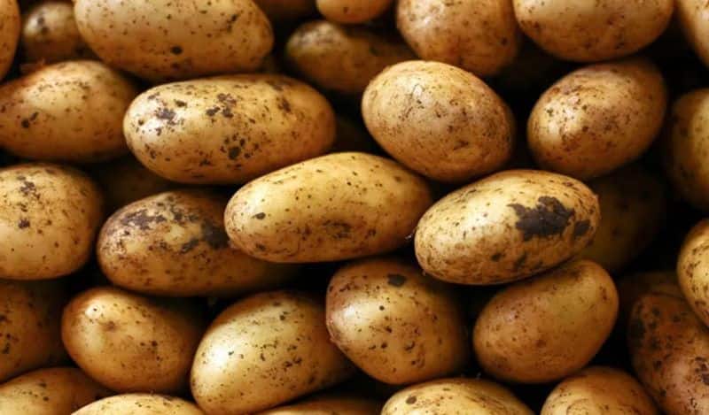 Farmers are facing huge losses in potato cultivation bpsb