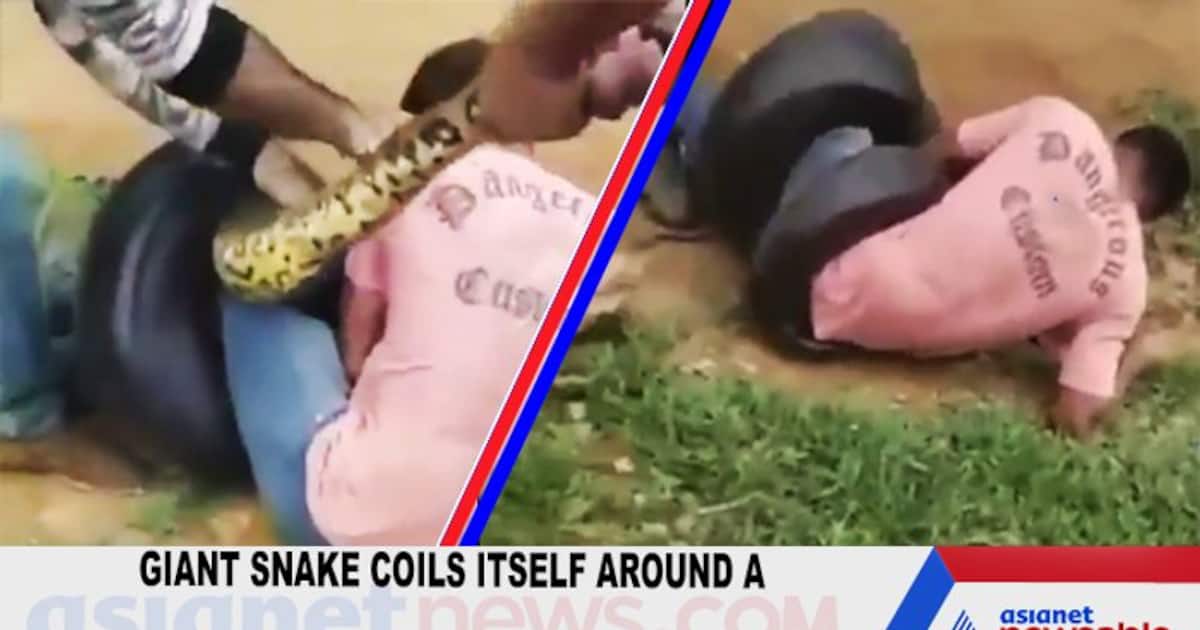 Giant snake coils itself around a man's legs; scary video goes viral