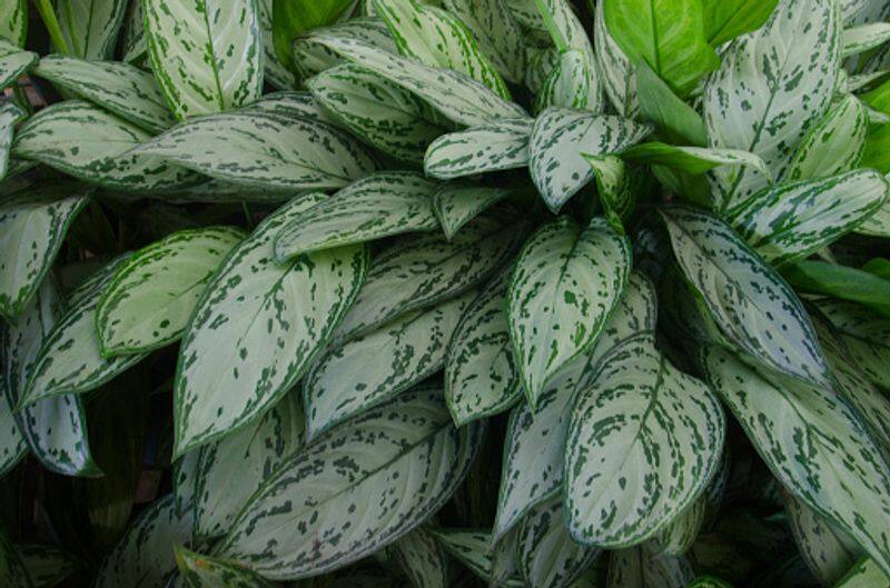 how to grow chinese evergreen indoor