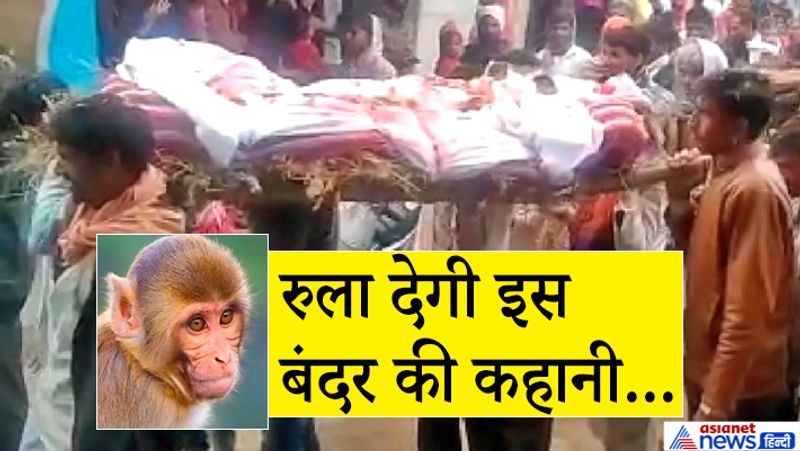 दरअसल, इंसानियत को सलाम करने वाला यह मामला राजगढ़ जिले के राजपुरा गांव का है। जहां एक बंदर की अचानक मौत हो गई। जैसे ही गांव वालों की यह पता चला तो पूरा गांव रोने लगा। हर घर में मातम पसर गया। यह भावुक सीन देख ऐसा लग रहा था जैसे उनका कोई अपना इस दुनिया को अलविदा कह गया हो।