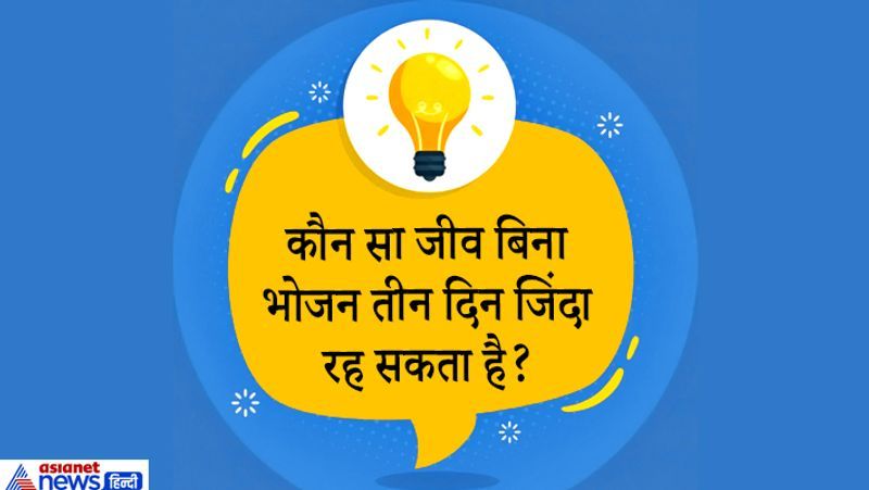 <p><strong>जवाब. </strong>बिल्ली।</p>