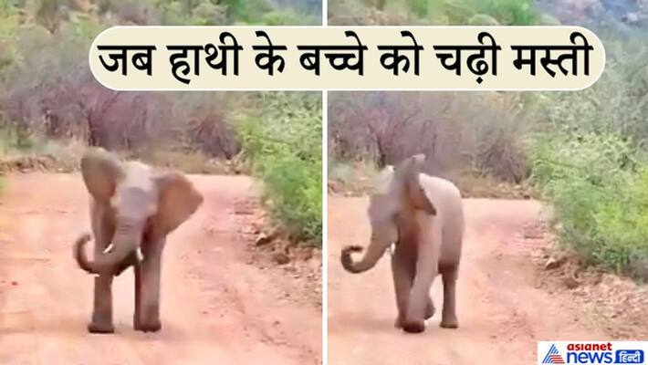 Video of naughty elephant baby viral kpa Video of naughty elephant baby viral kpa