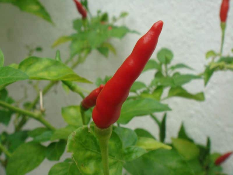 caring of hot pepper in winter