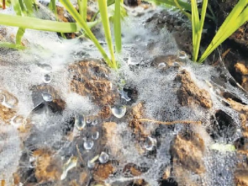 राजस्थान के चुरु में 2.2 डिग्री सेल्सियस, पारा दर्ज किया गया। चित्तौड़गढ़ में ओस की बूंदें तक जम गईं
