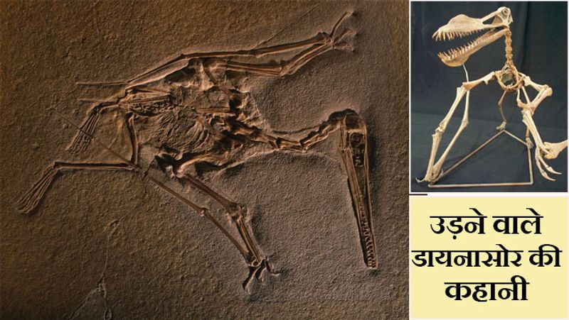 बता दें कि लैगरपेटिड ग्रुप के जीवाश्म अमेरिका, अर्जेंटीना, ब्राजील और मैडागास्कर में मिले थे। रिसर्च में माना गया कि लैगरपेटिड सबसे पहले करीब 23 करोड़ 70 लाख साल पहले पृथ्वी पर अस्तित्व में आए थे।