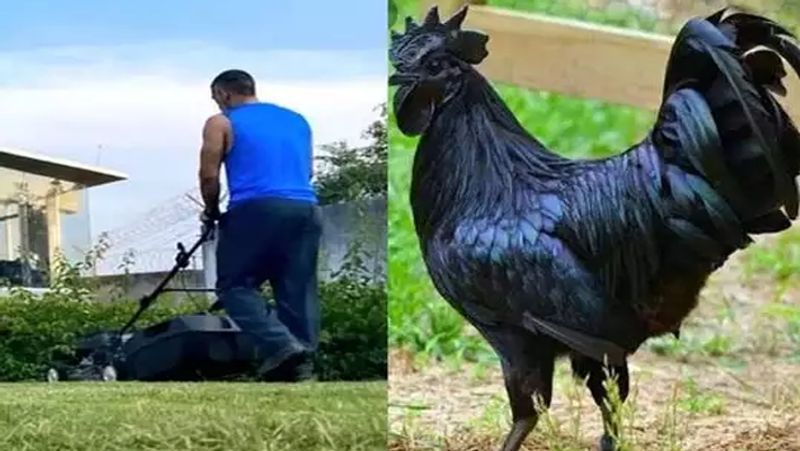बता दें कि धोनी अक्सर अपने फार्म पर आकर मुआयना करते हैं। वह फार्म में रखी गई गायों के पास भी आकर कुछ पल जरूर बिताते हैं। 
