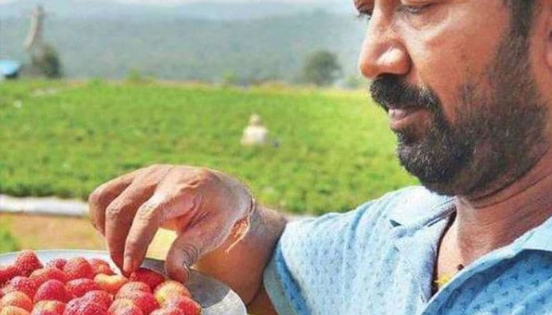 Hard work pays off! Quitting construction work, Sasidhar grows strawberries, earns handsome profits