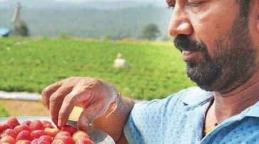 Hard work pays off! Quitting construction work, Sasidhar grows strawberries, earns handsome profits