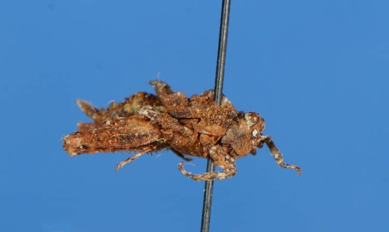 found new pygmy grasshoppers named Shivas pygmy trishula in kerala forest