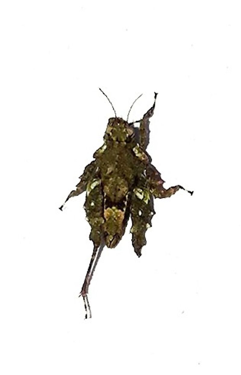 found new pygmy grasshoppers named Shivas pygmy trishula in kerala forest