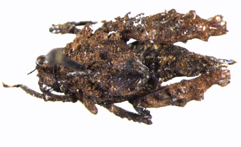 found new pygmy grasshoppers named Shivas pygmy trishula in kerala forest