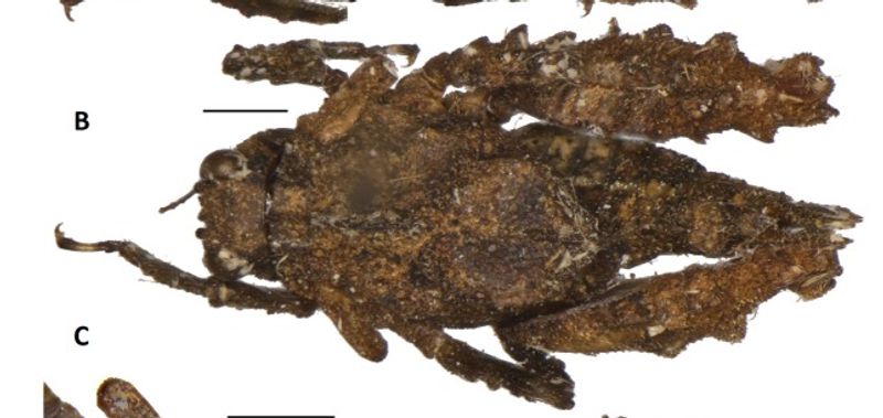 found new pygmy grasshoppers named Shivas pygmy trishula in kerala forest
