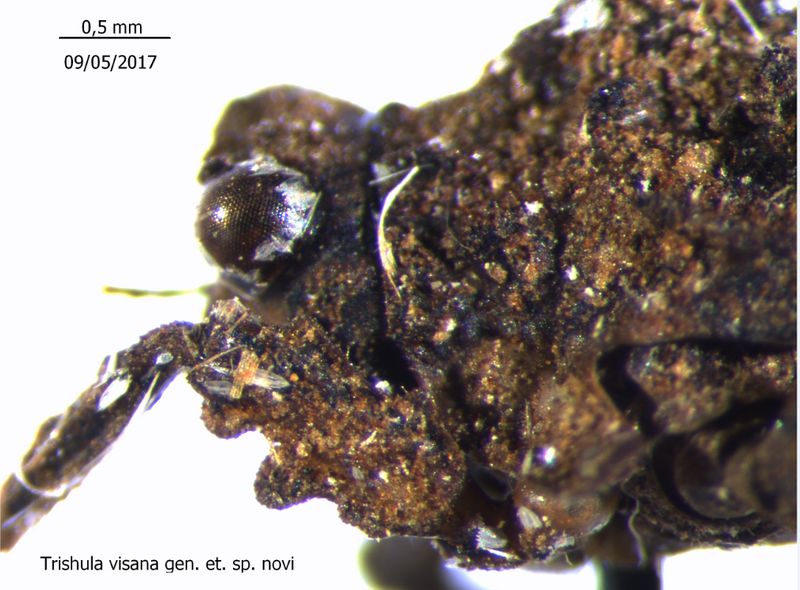 found new pygmy grasshoppers named Shivas pygmy trishula in kerala forest