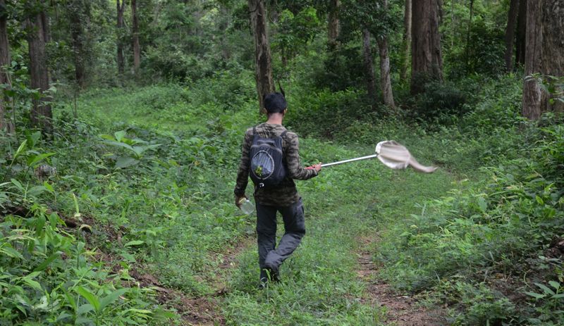 found new pygmy grasshoppers named Shivas pygmy trishula in kerala forest