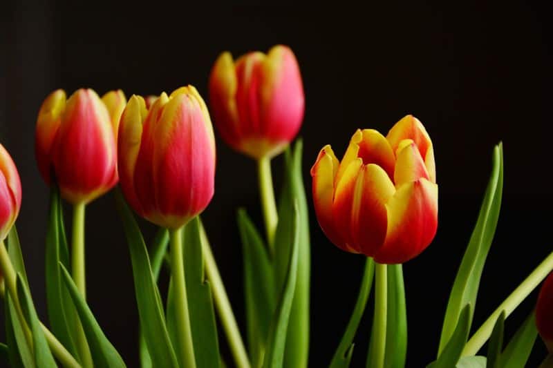 how to grow tulip