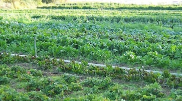 Challenges of organic farming and solutions