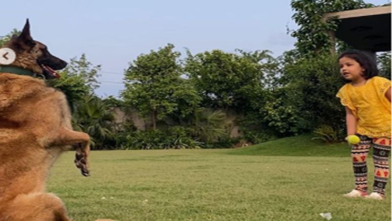 यलो कलर का टॉप पहने अपने बड़े से डॉग को बॉल से खिलाते हुए जीवा की ये तस्वीर 4 लाख से ज्यादा लोगों ने लाइक की थी।