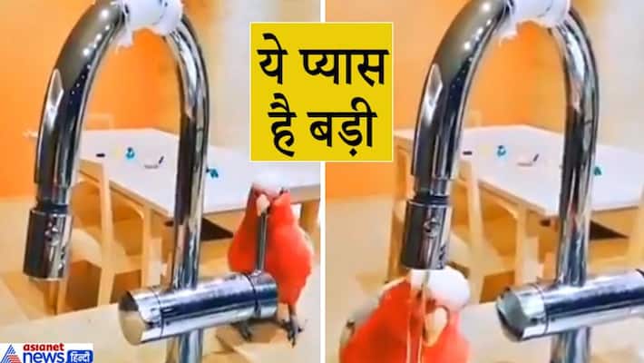 When the bird is thirsty, watch a funny viral video kpa When the bird is thirsty, watch a funny viral video kpa