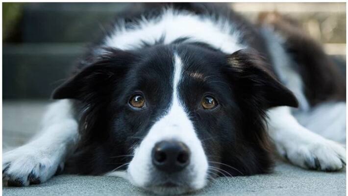 two held for tying dog in bike and dragging kilometers in road in mangalore two held for tying dog in bike and dragging kilometers in road in mangalore