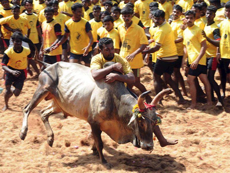 Alankanallur Jallikkattu competition car, OPS, EPS for the winning bull and the player.