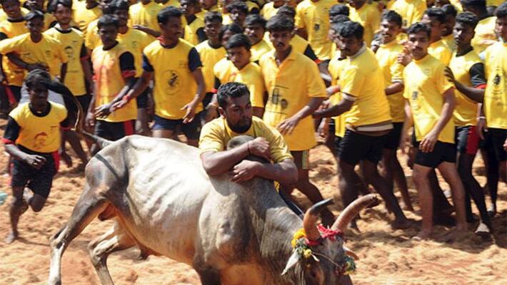 Rahul Gandhi to watch Avaniyapuram Jallikattu on Pongal - bsb Rahul Gandhi to watch Avaniyapuram Jallikattu on Pongal - bsb