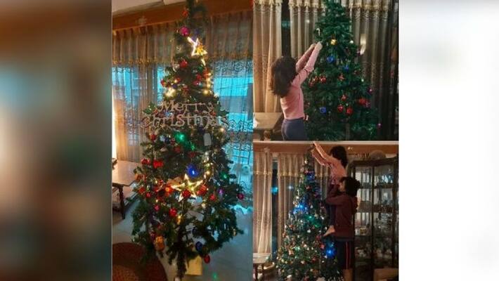 history about christmas tress history about christmas tress
