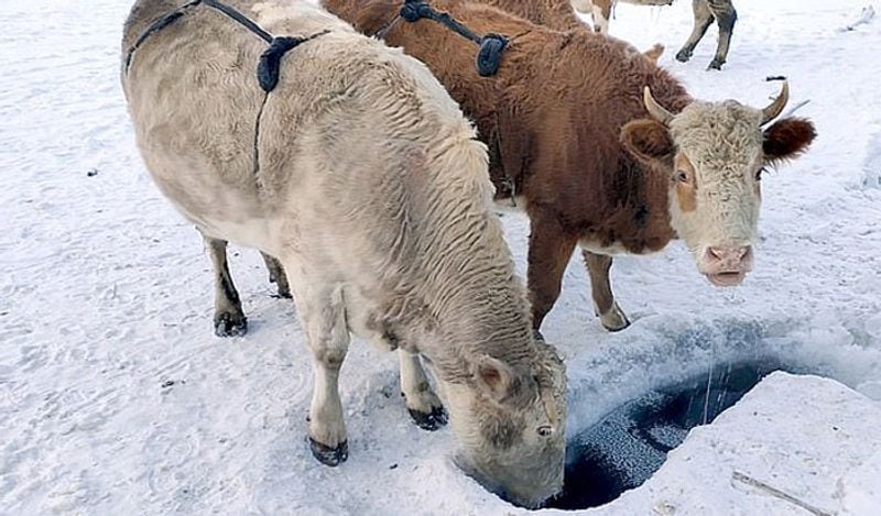 Those who started the domestic dairy business with 10 animals by taking loans today have reached it to such a height due to their hard work that they are earning a net income of five to six and a half lakh rupees every month. He has also received many awards for this success.