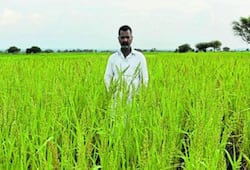 How organic farming has helped a Karnataka farmer reap a rich harvest