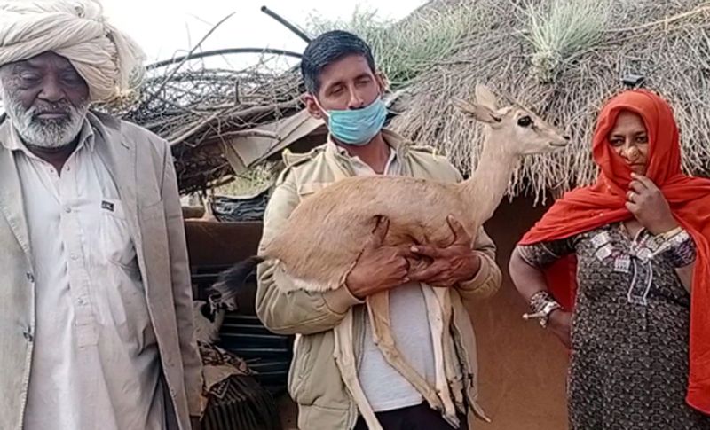 वहीं नूरे खान का कहना है कि 'डॉन' को कभी हमने हिरण का बच्चा नहीं माना। वो परिवार में पूरी तरह से घुल-मिल गया था। अगर हम कहीं जाते तो यही डर रहता था कि कोई उसे हानि नहीं पहुंचा दे। हमने वनविभाग कर्मियों को भी बता दिया है कि वो बहुत नाजुक है, उसे कुत्तों से दूर रखा जाए। नहीं तो वह उसे भी उसकी मां की तरह मार डालेंगे।