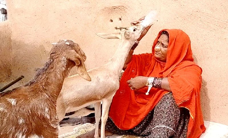 माया ने अपने आंसू पोंछते हुए मीडिया कहा-वह हिरण का बच्चा जरुर था, लेकिन वो एक परिवार का सदस्य बन गया था। उसके जाने के बाद घर सूना हो जाएगा। उसके रहने से घर में चहल-पहल थी, मैं उसे छोड़कर भी कहीं नहीं गई, लेकिन आज वह पूरे परिवार को छोड़कर जा रहा है। उसे अपने बच्चे की तरह बोतल से दूध पिला-पिलाकर जिंदा रखा, अब वह तंदुरुस्त होकर चहल-कदमी करने लगा है।